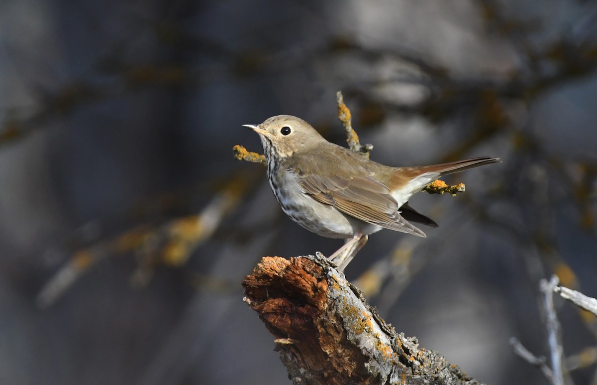 チャイロコツグミ - ML647339145