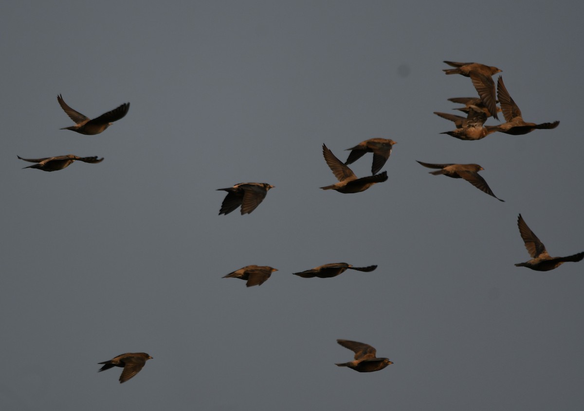 バライロムクドリ - ML647339146