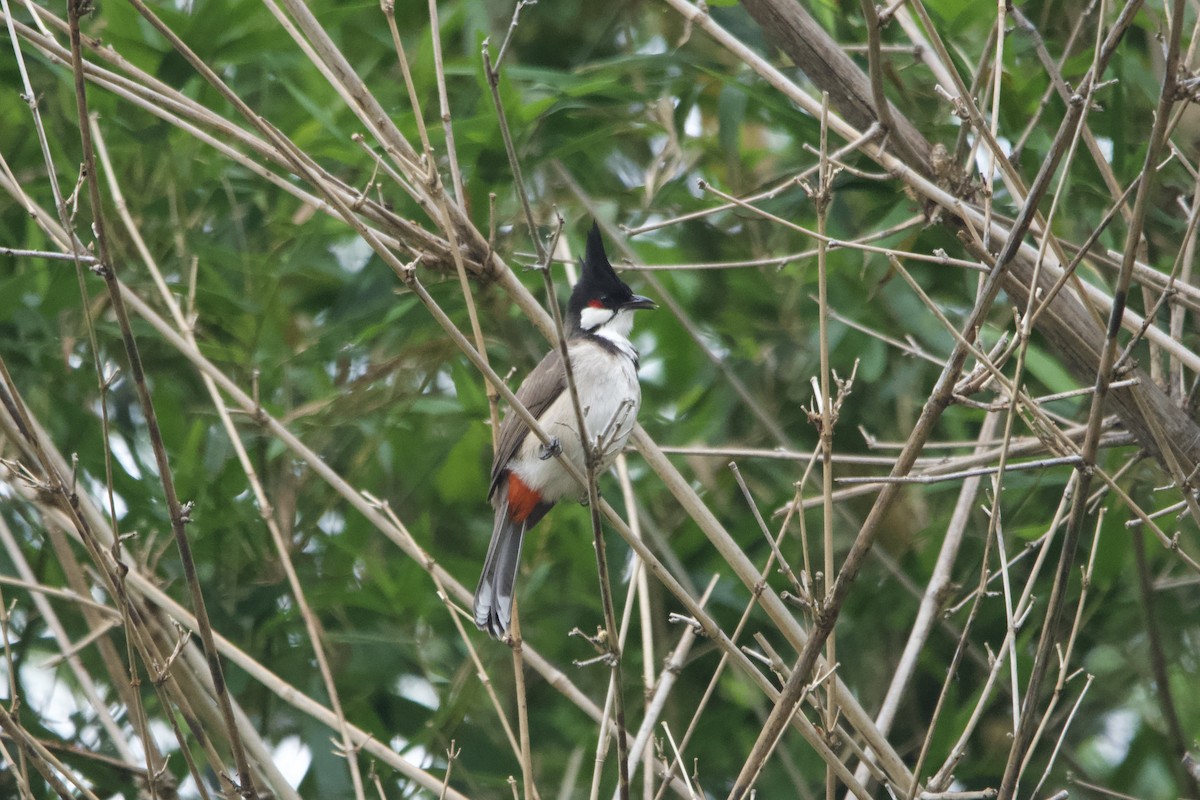 コウラウン - ML647339148