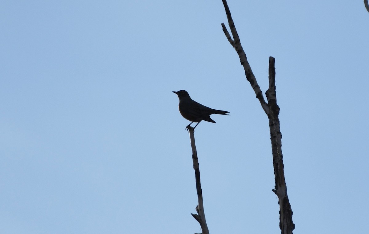 コマツグミ - ML647339149