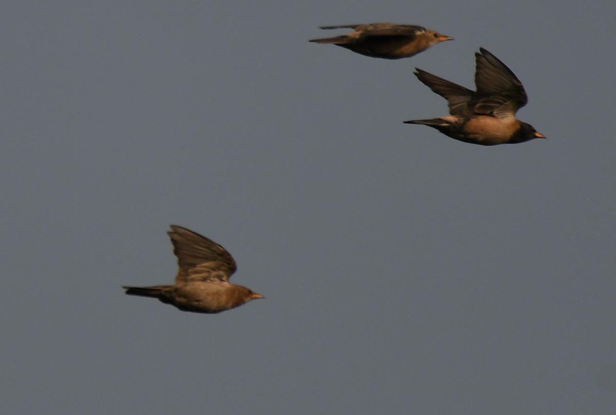 バライロムクドリ - ML647339150