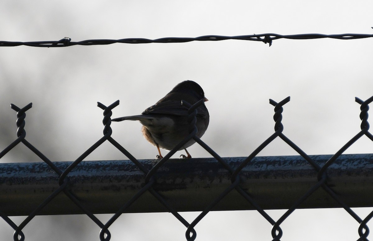 ユキヒメドリ（oreganus グループ） - ML647339153