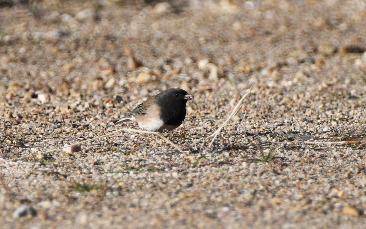 ユキヒメドリ（oreganus グループ） - ML647339154