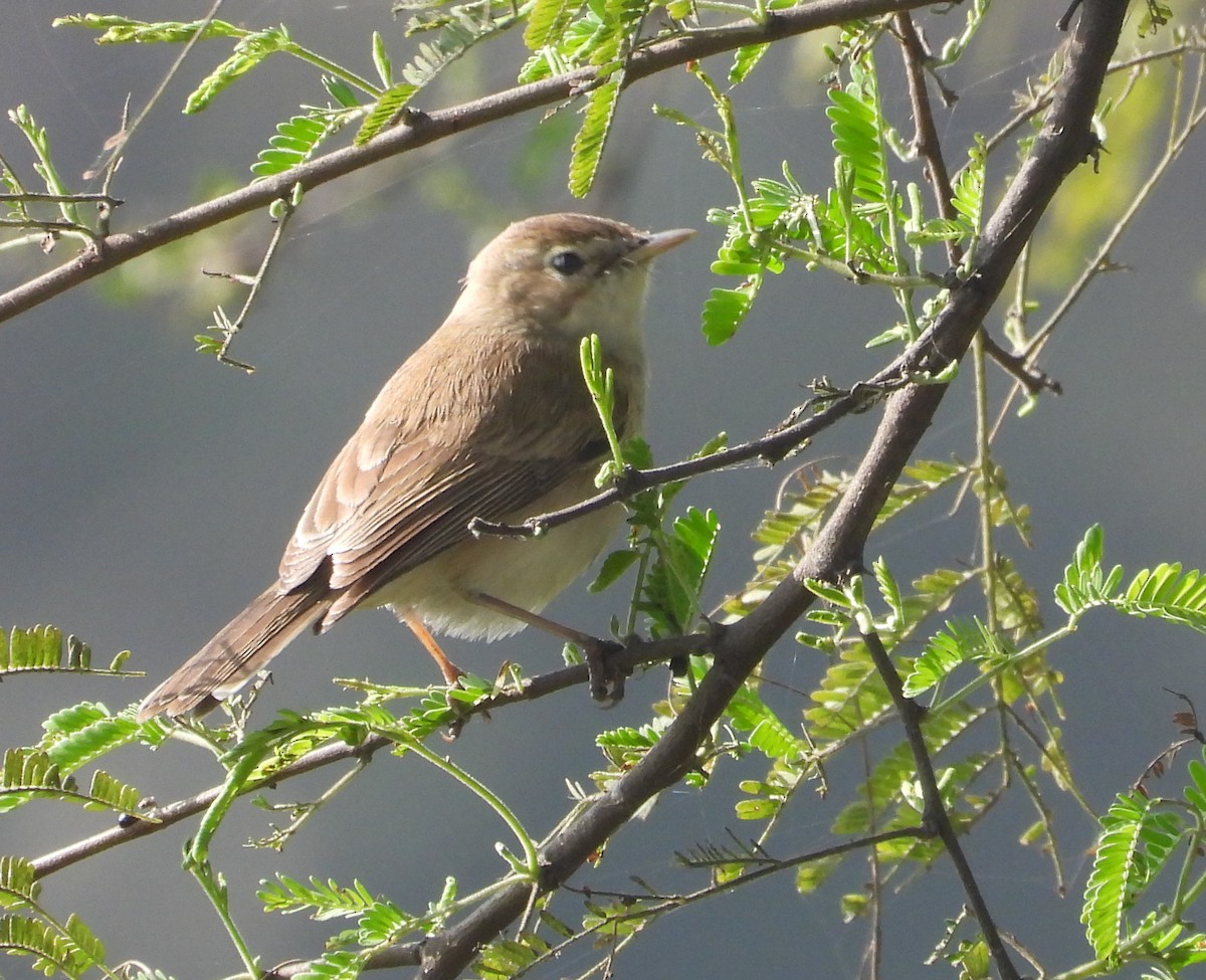 ヒメウタイムシクイ - ML647339155