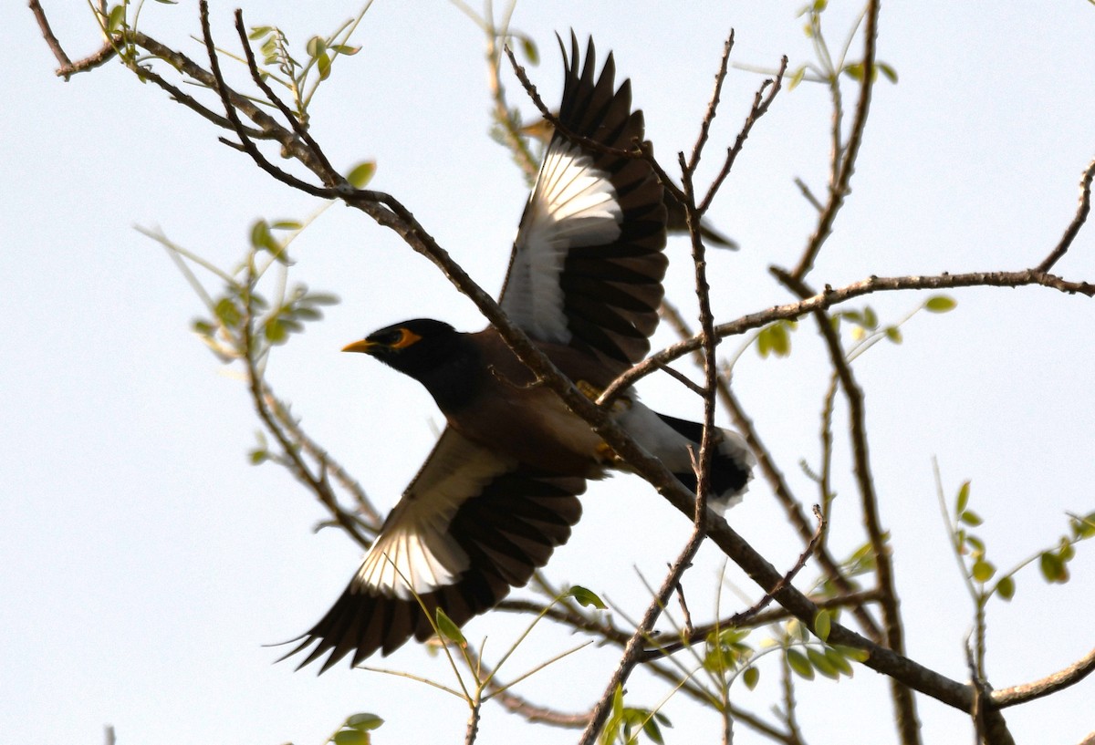 インドハッカ - ML647339158