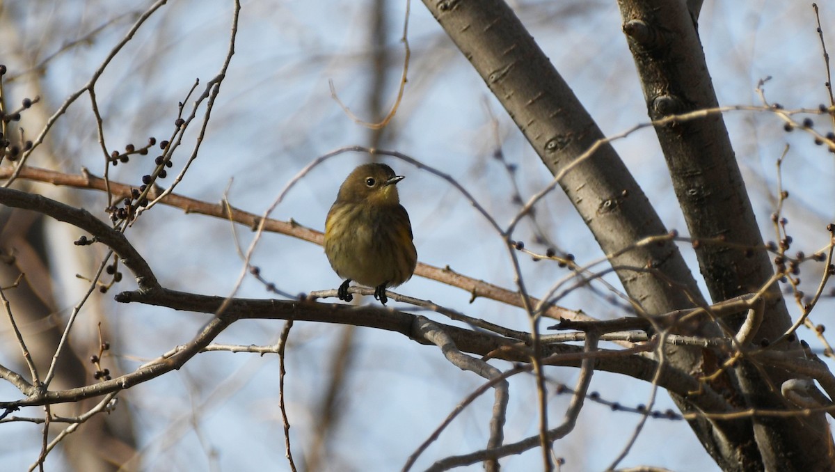 キヅタアメリカムシクイ（auduboni） - ML647339161