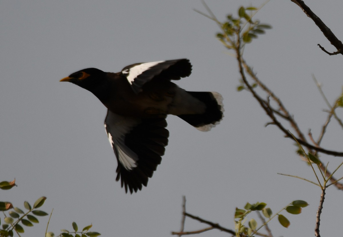 インドハッカ - ML647339164