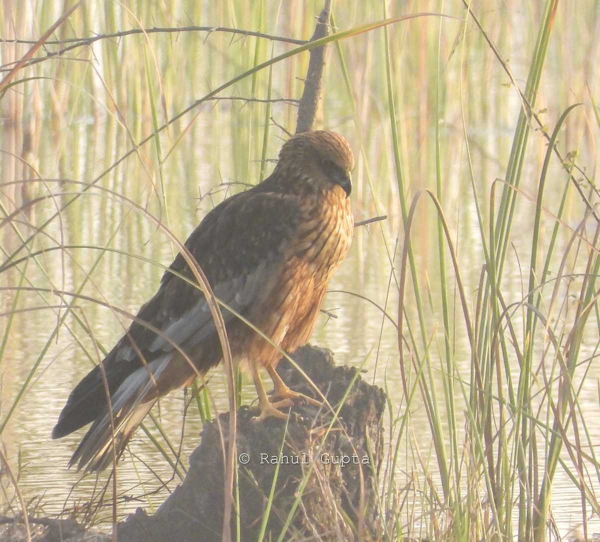 Western Marsh Harrier - ML647339165