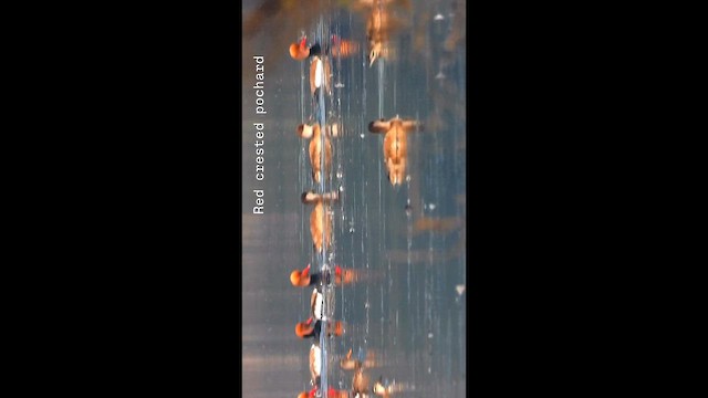 Красноносый нырок - ML647339170