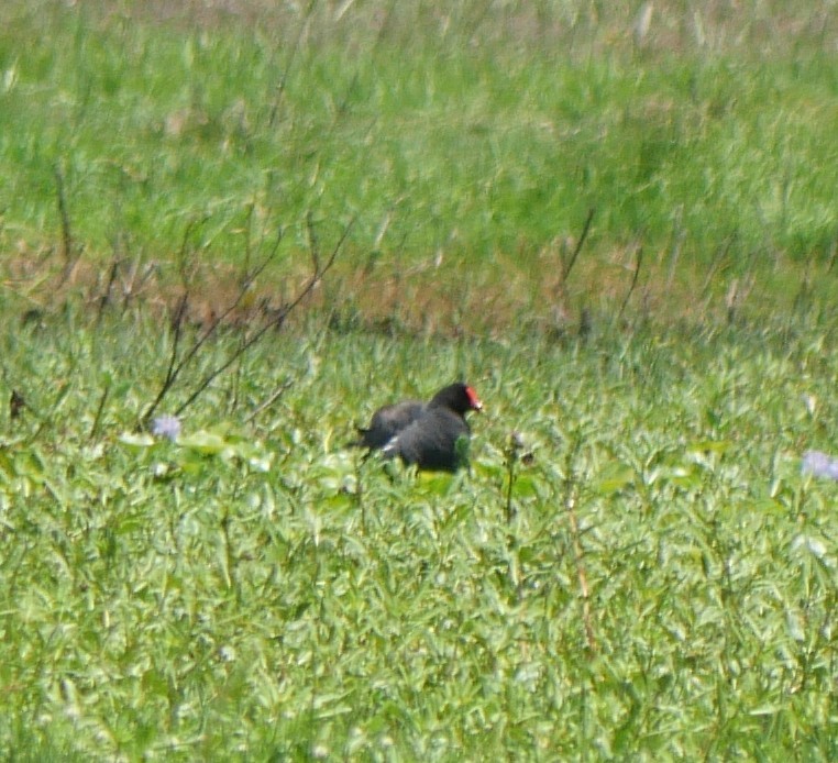 slípka americká - ML647339188