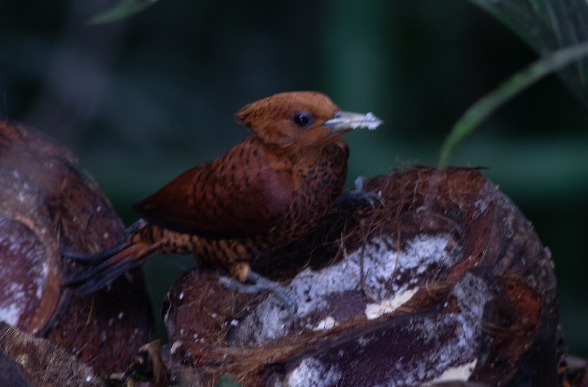 Ятла вохристоголова - ML647339207