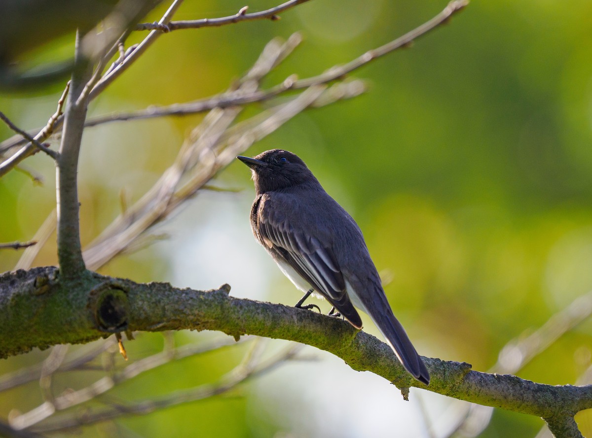 Black Phoebe - ML647339227