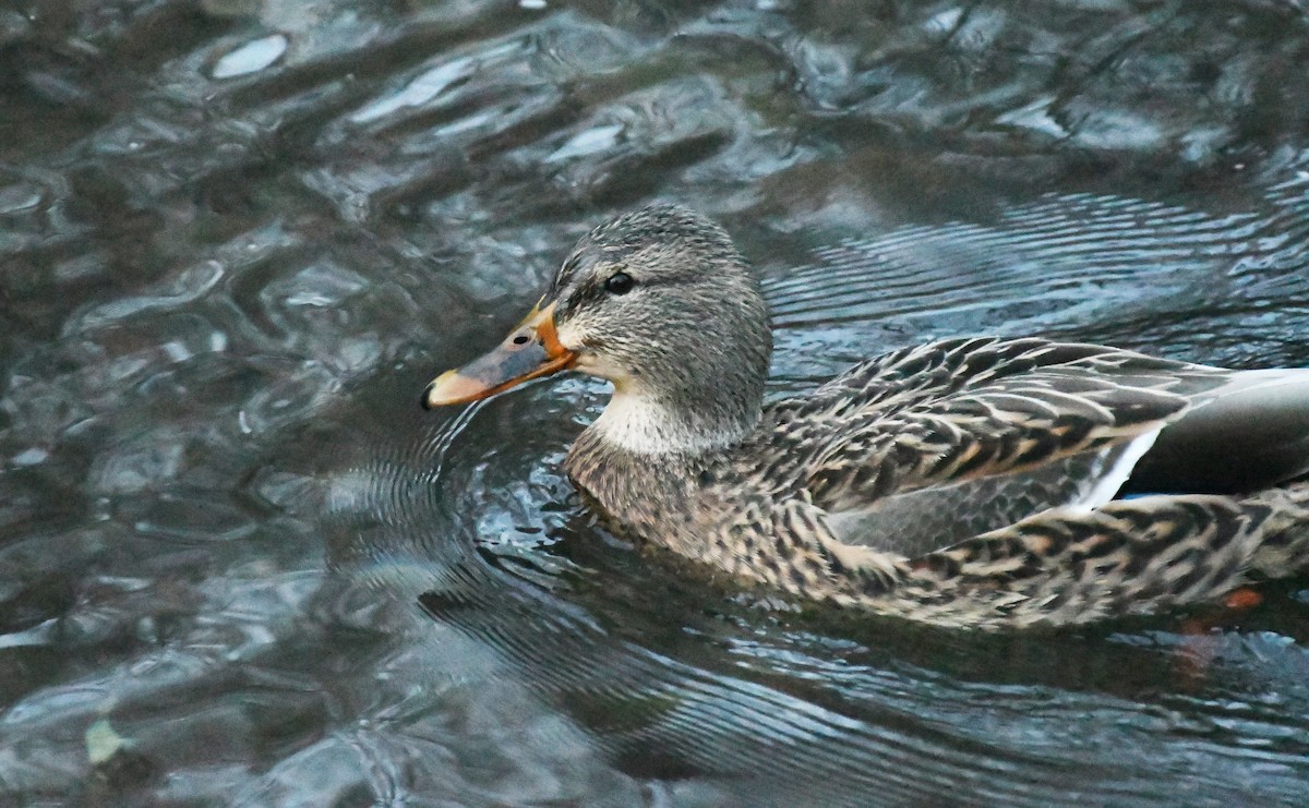 Canard colvert - ML647339229