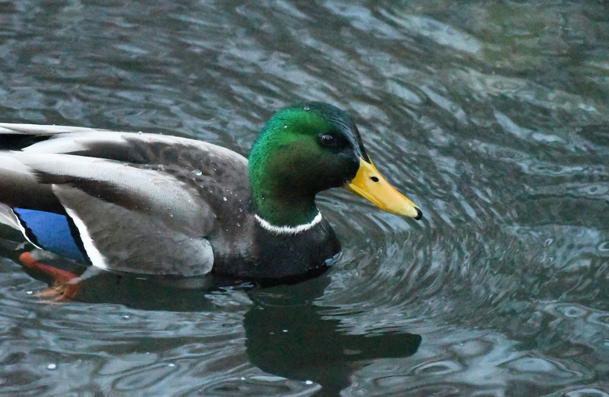 Canard colvert - ML647339230