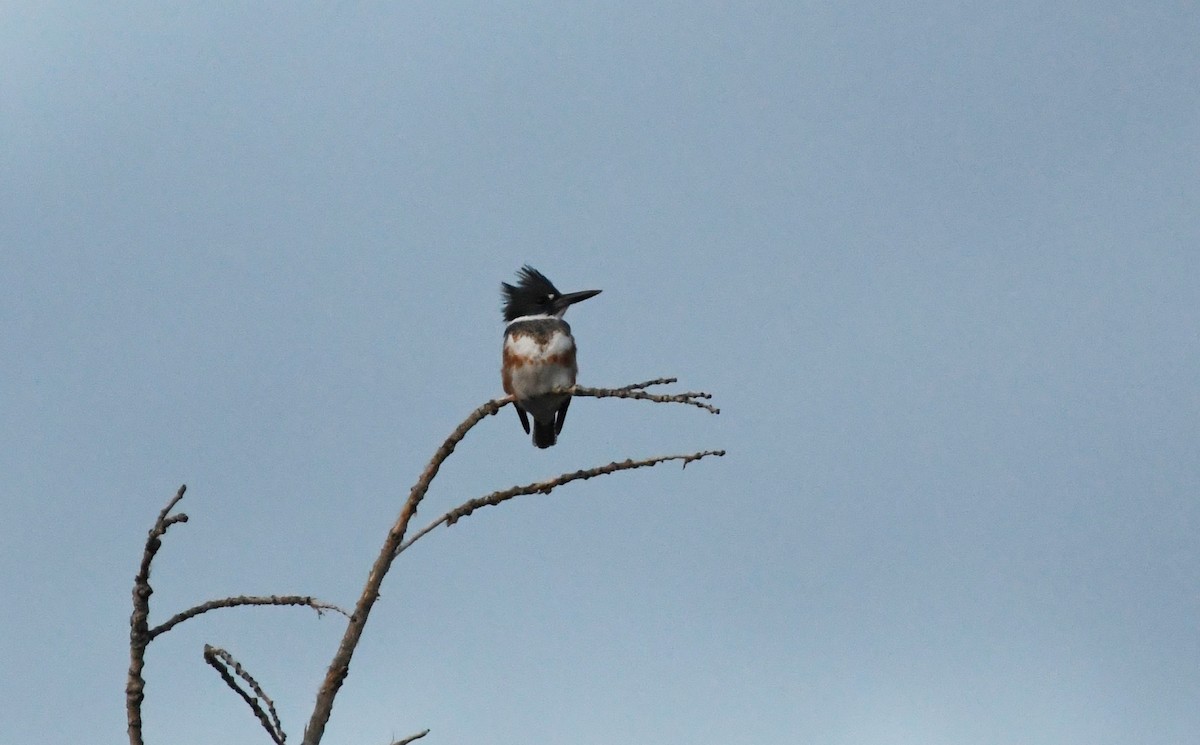 Martin-pêcheur d'Amérique - ML647339235