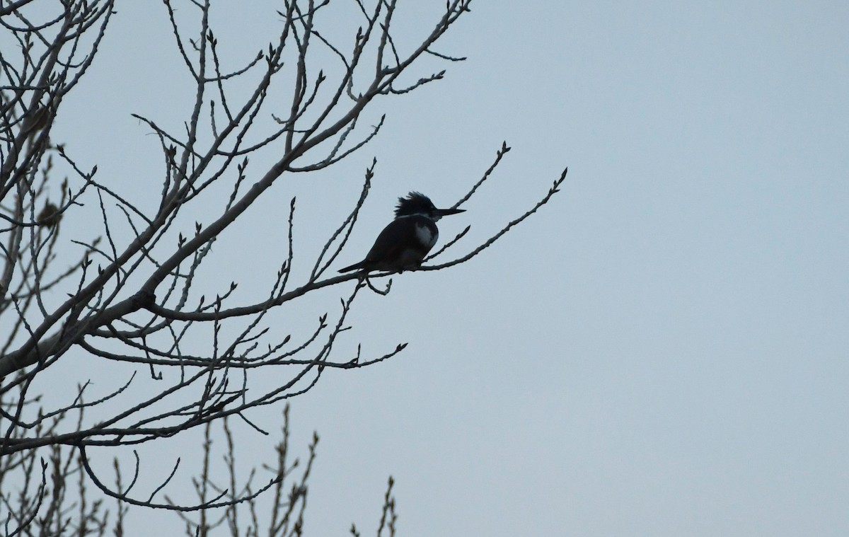 Martin-pêcheur d'Amérique - ML647339236