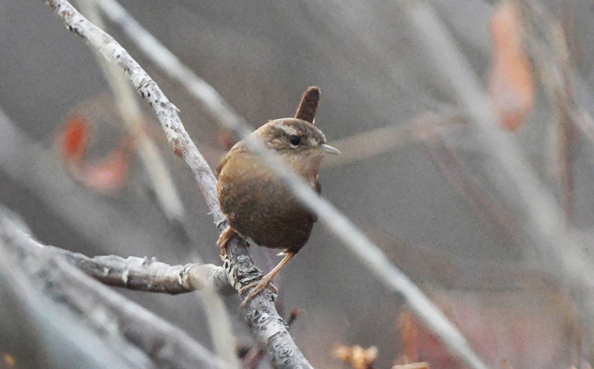 Troglodyte de Baird - ML647339240