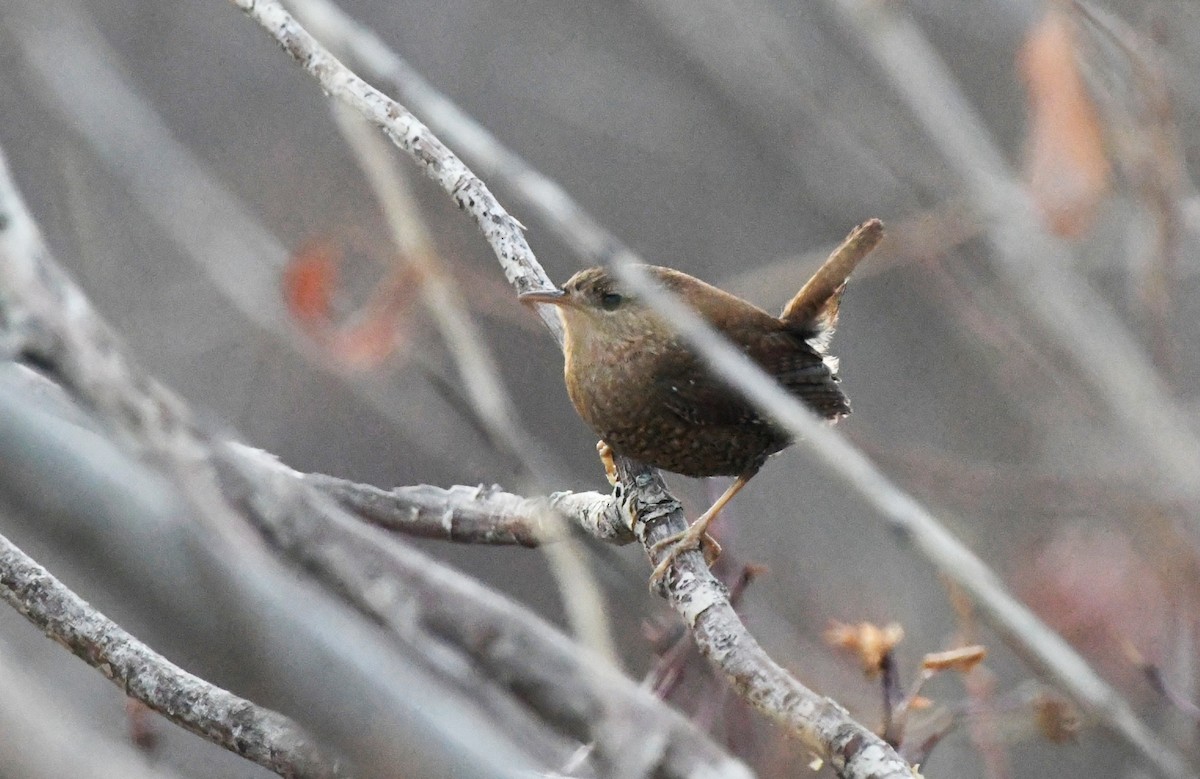 Troglodyte de Baird - ML647339241