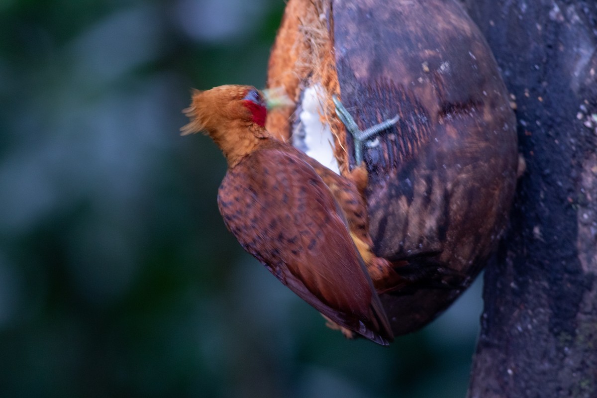 Ятла вохристоголова - ML647339255