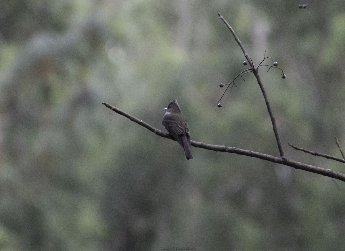 Greater Pewee - ML647339259
