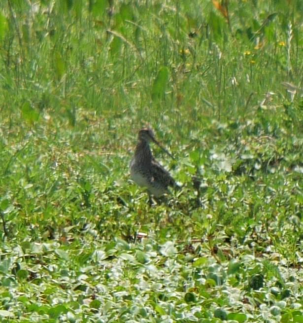 Pantanal Snipe - ML647339289