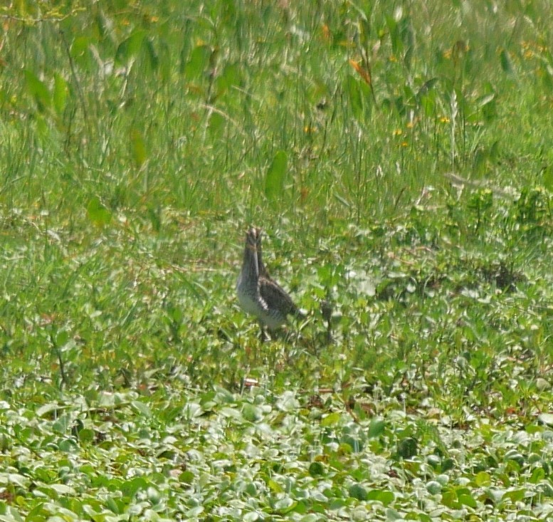 Pantanal Snipe - ML647339290