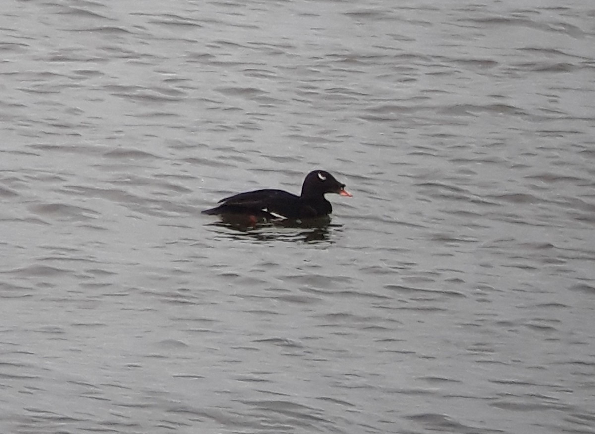 sibirsjøorre - ML647339311