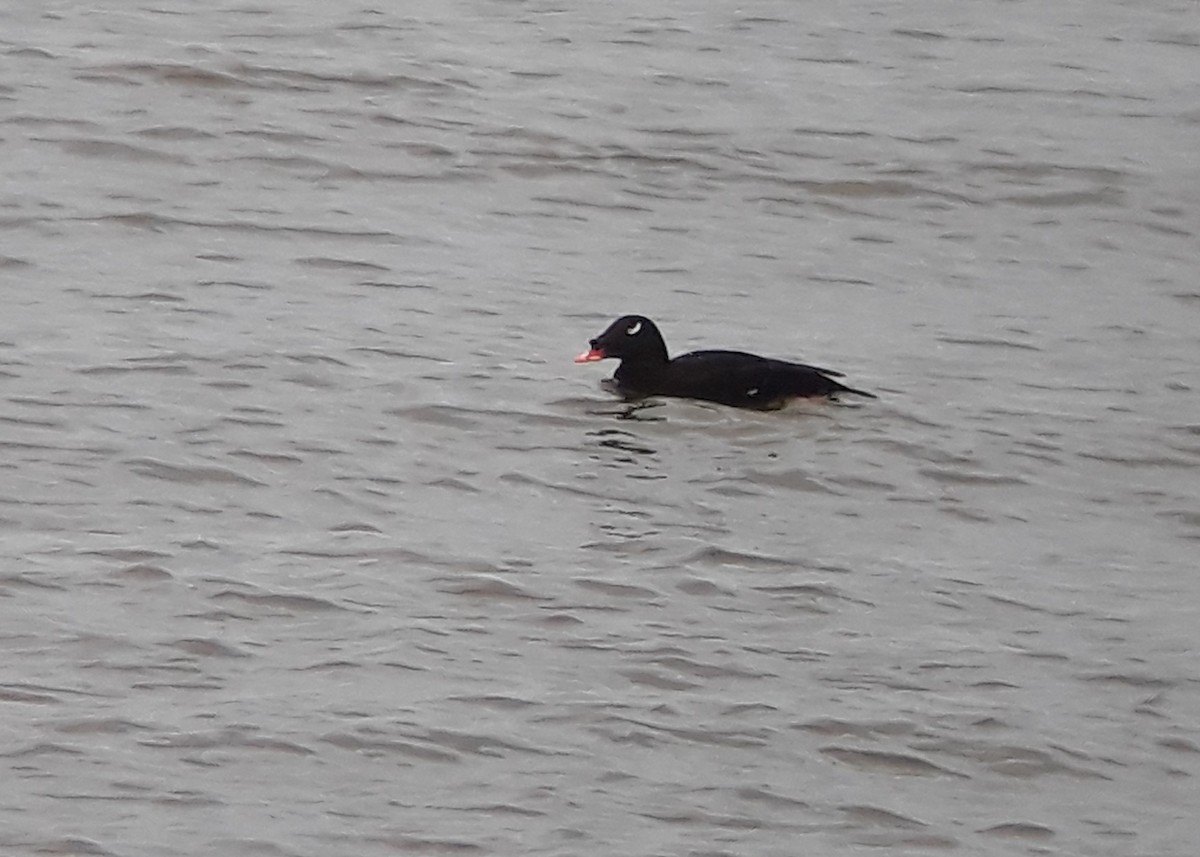 sibirsjøorre - ML647339314