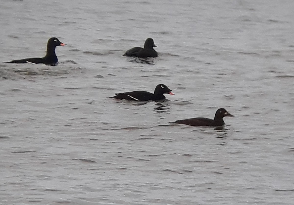 sibirsjøorre - ML647339315