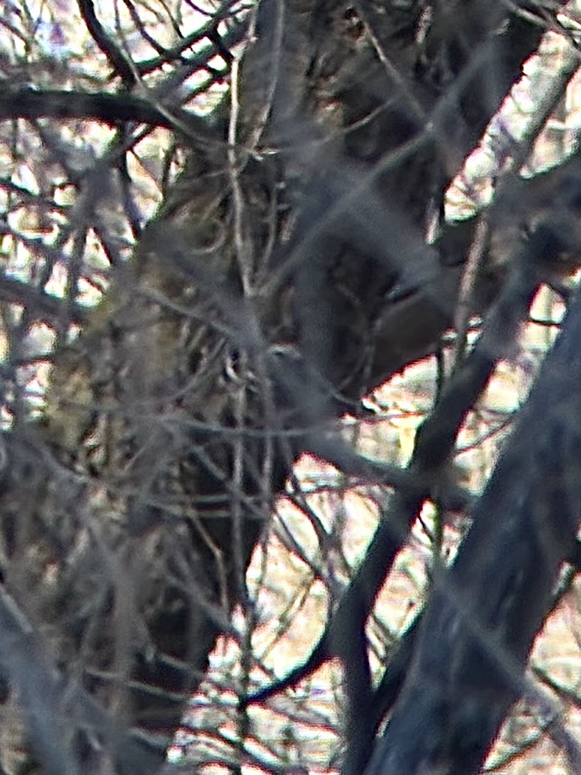 Paruline noir et blanc - ML647339316