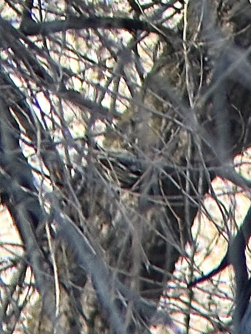 Paruline noir et blanc - ML647339317