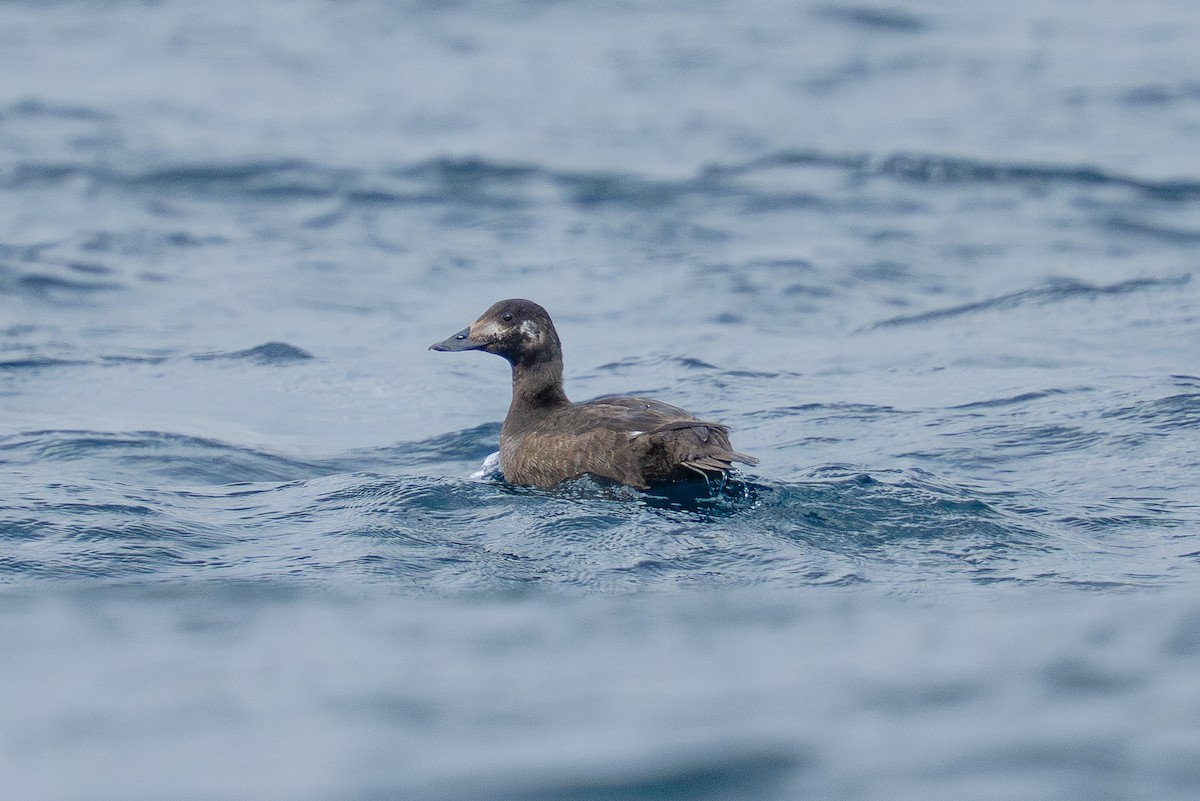 sibirsjøorre - ML647339318