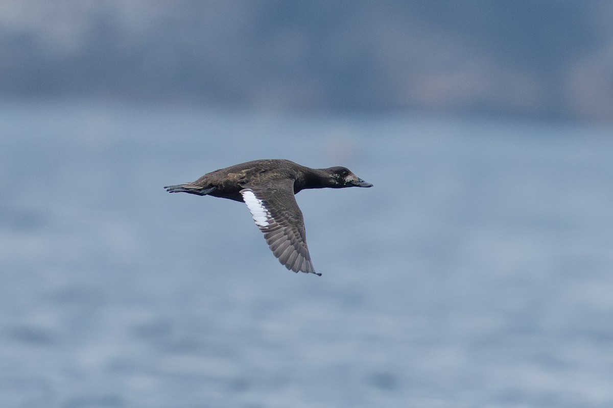 sibirsjøorre - ML647339320