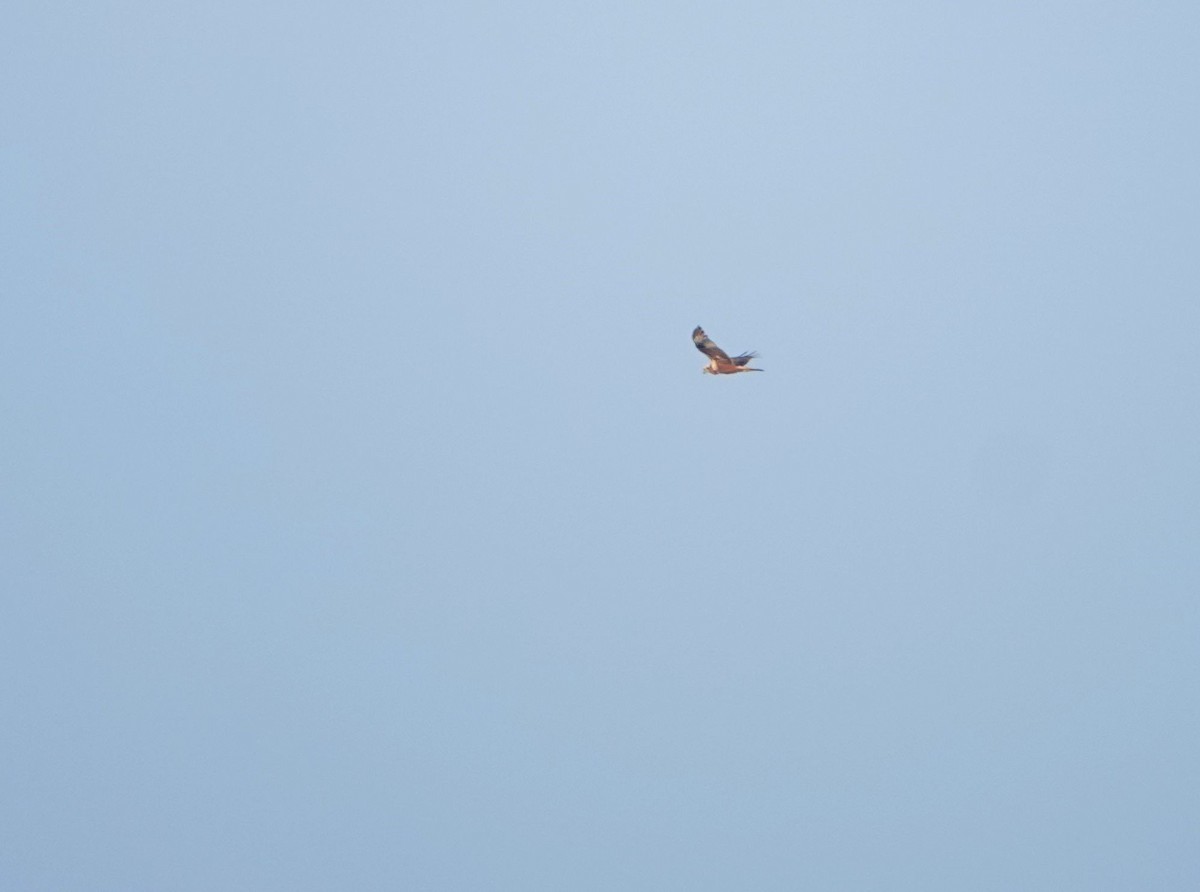 østsivhauk - ML647339333