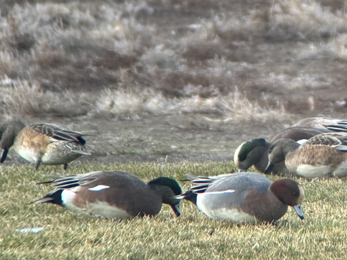 Canard siffleur - ML647339339