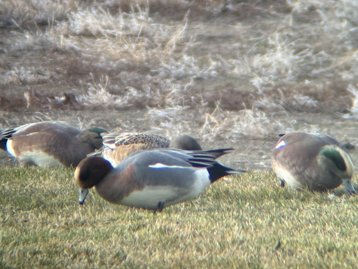 Canard siffleur - ML647339340