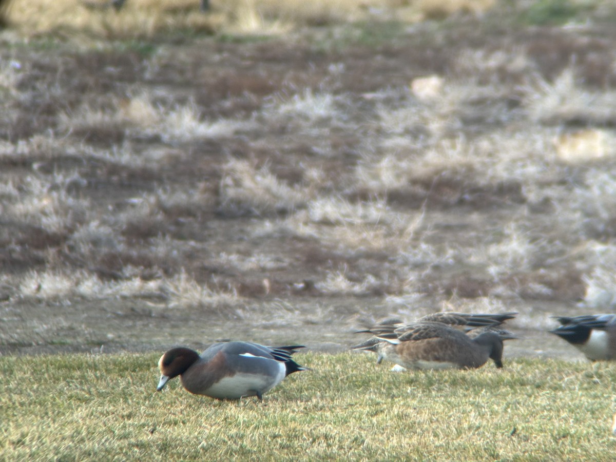 Canard siffleur - ML647339341