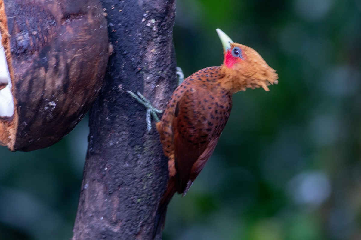 Ятла вохристоголова - ML647339361