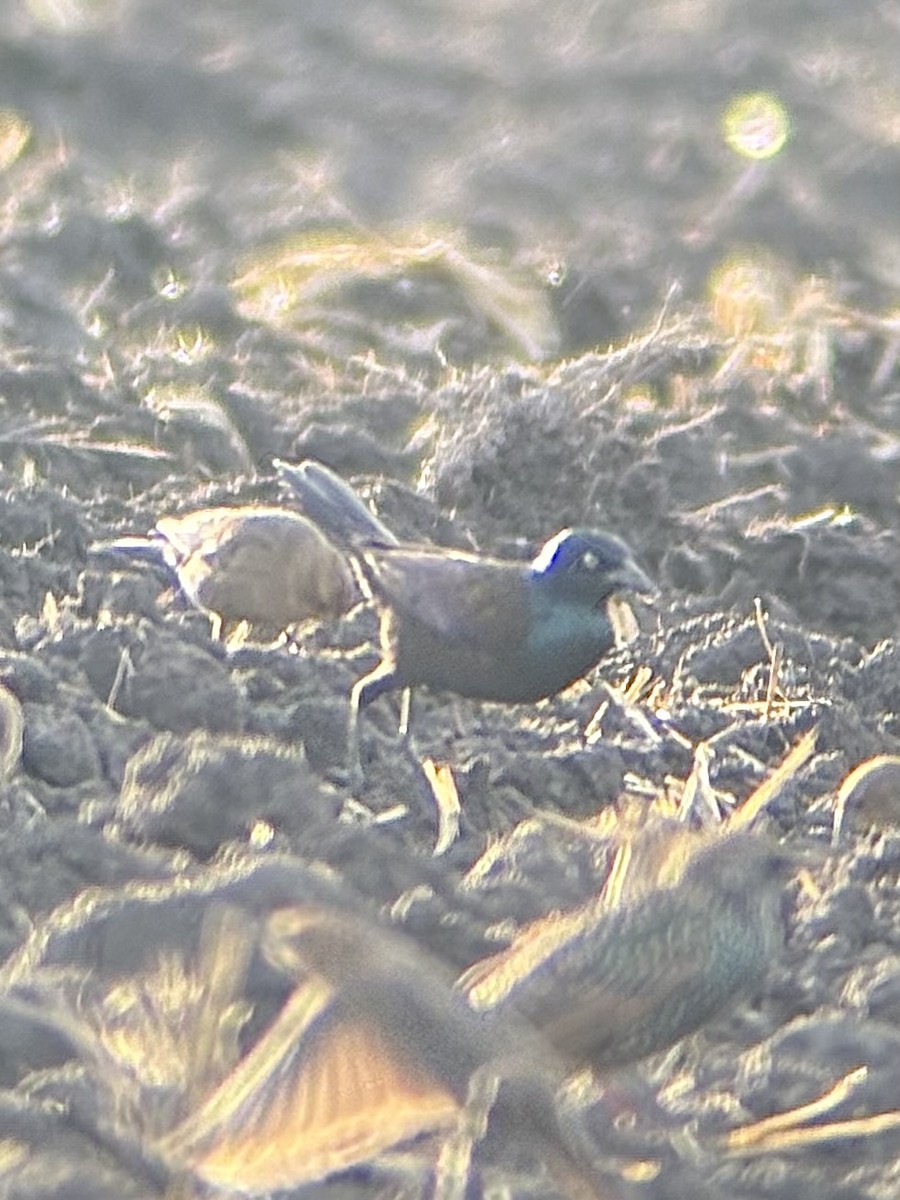 Quiscale bronzé - ML647339366