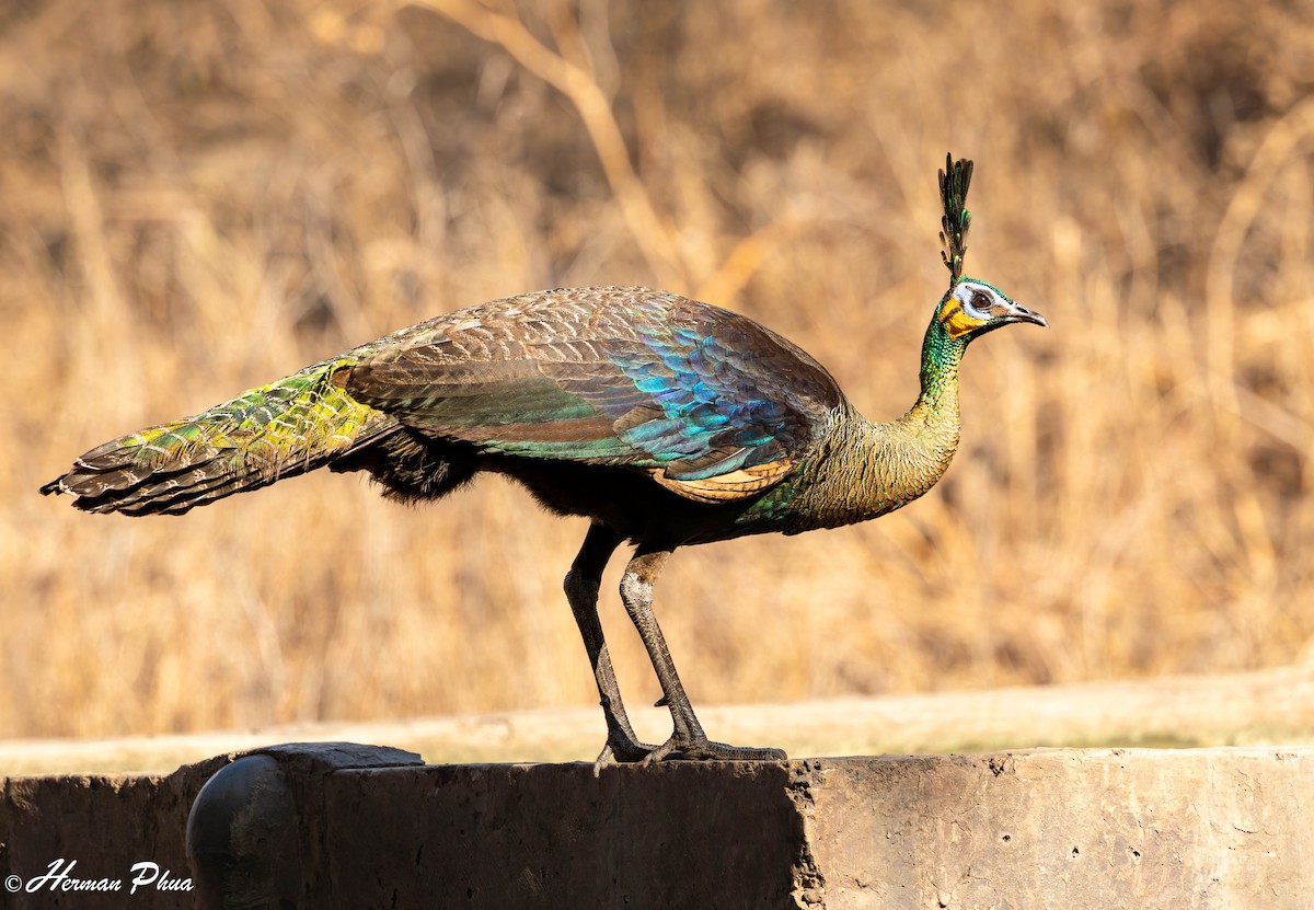 Павич синьокрилий - ML647339370