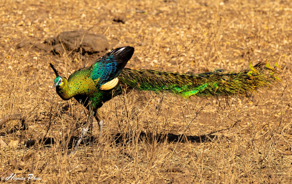 Павич синьокрилий - ML647339371