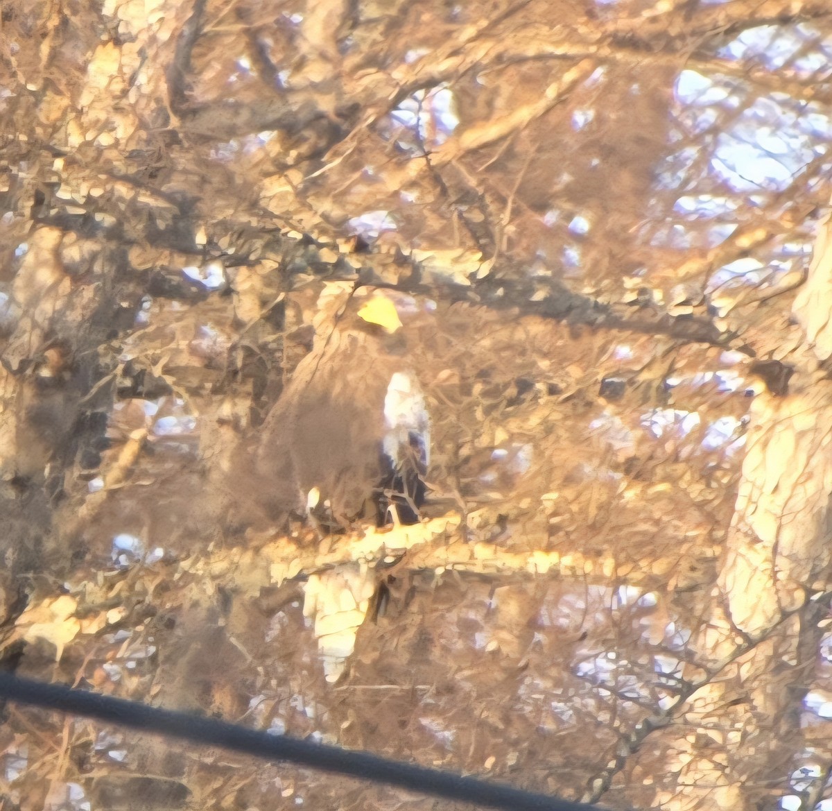 kjempehavørn - ML647339403