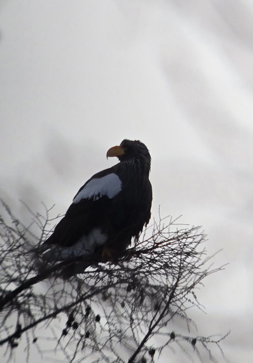 kjempehavørn - ML647339405