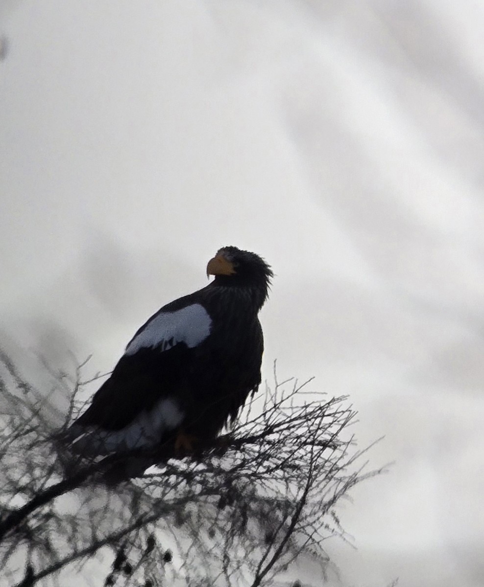 kjempehavørn - ML647339408