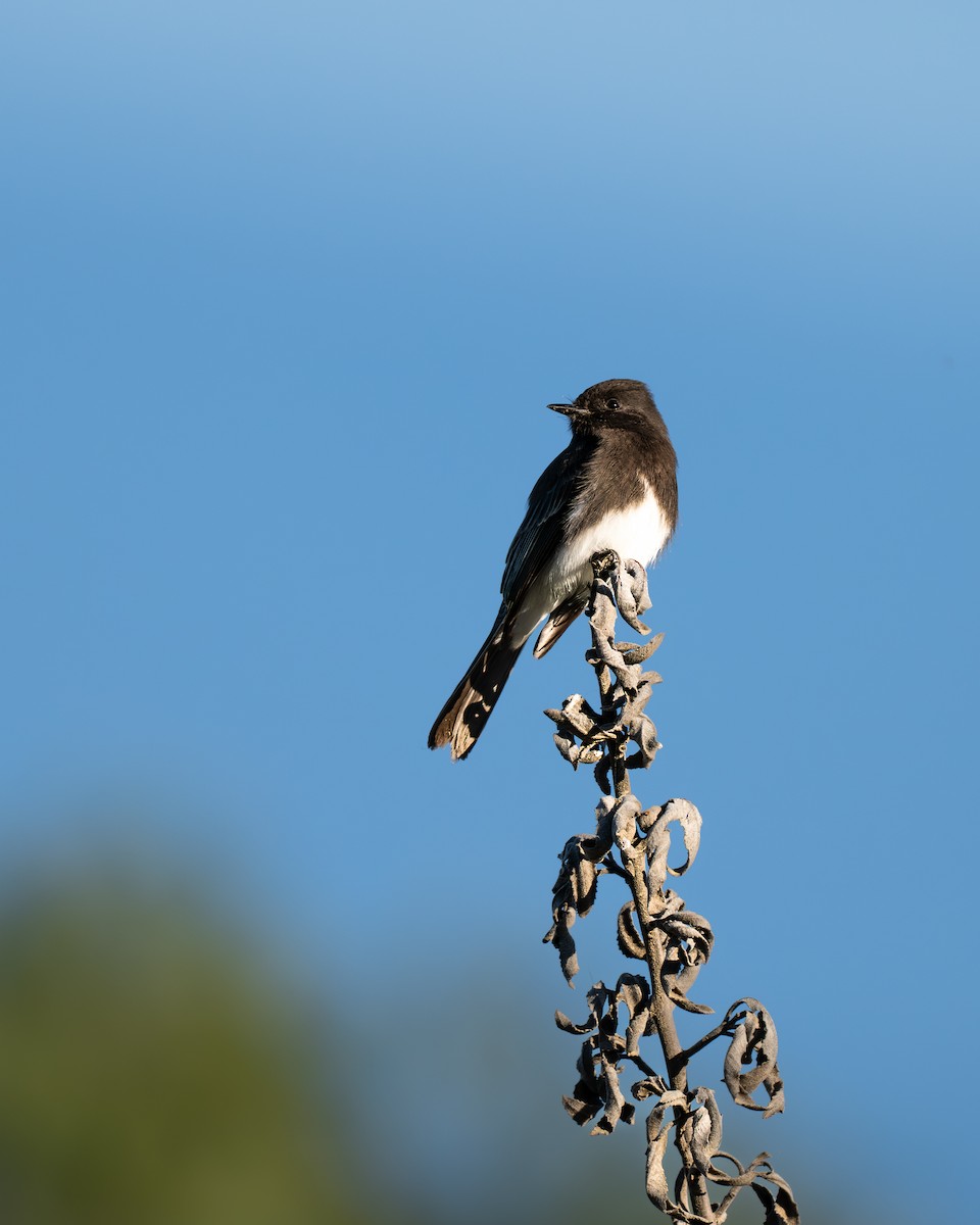 Black Phoebe - ML647339410