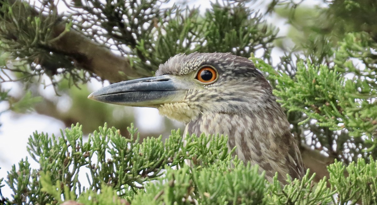 Yellow-crowned Night Heron - ML647339430