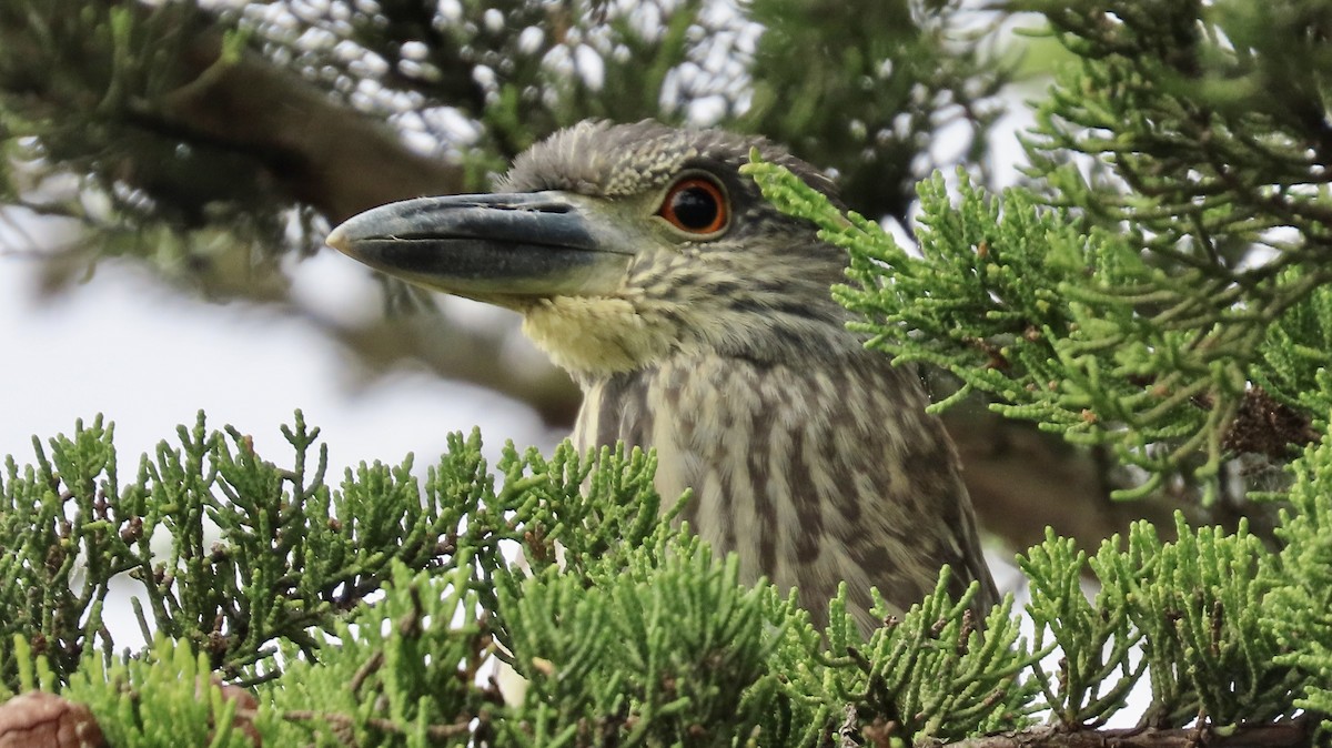 Yellow-crowned Night Heron - ML647339434