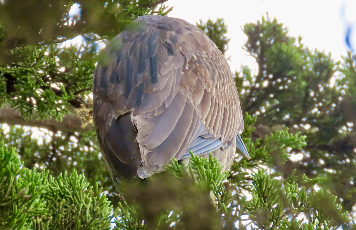 Yellow-crowned Night Heron - ML647339435