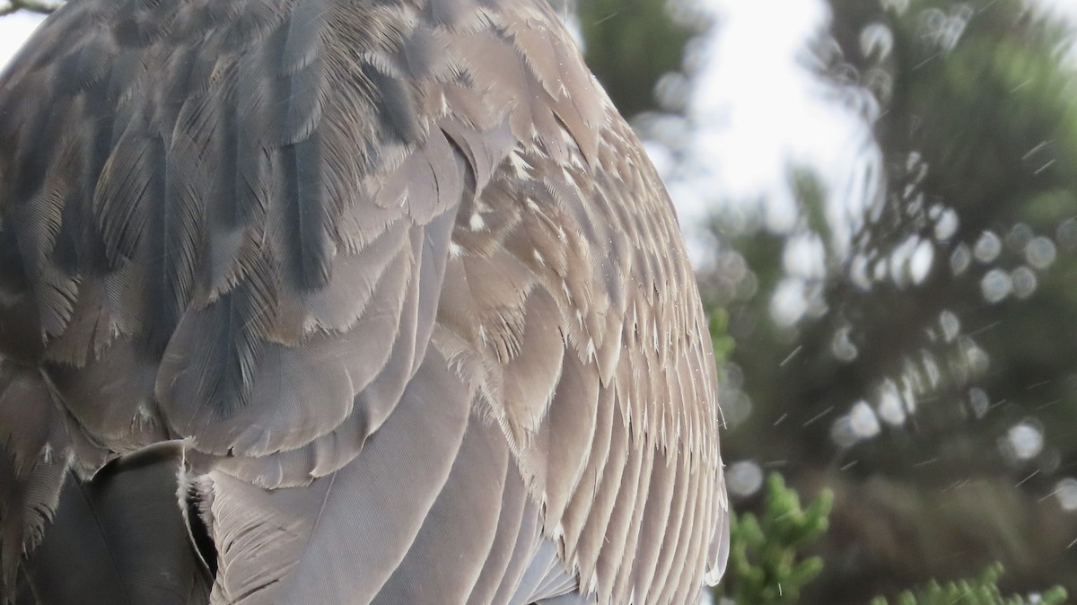 Yellow-crowned Night Heron - ML647339438