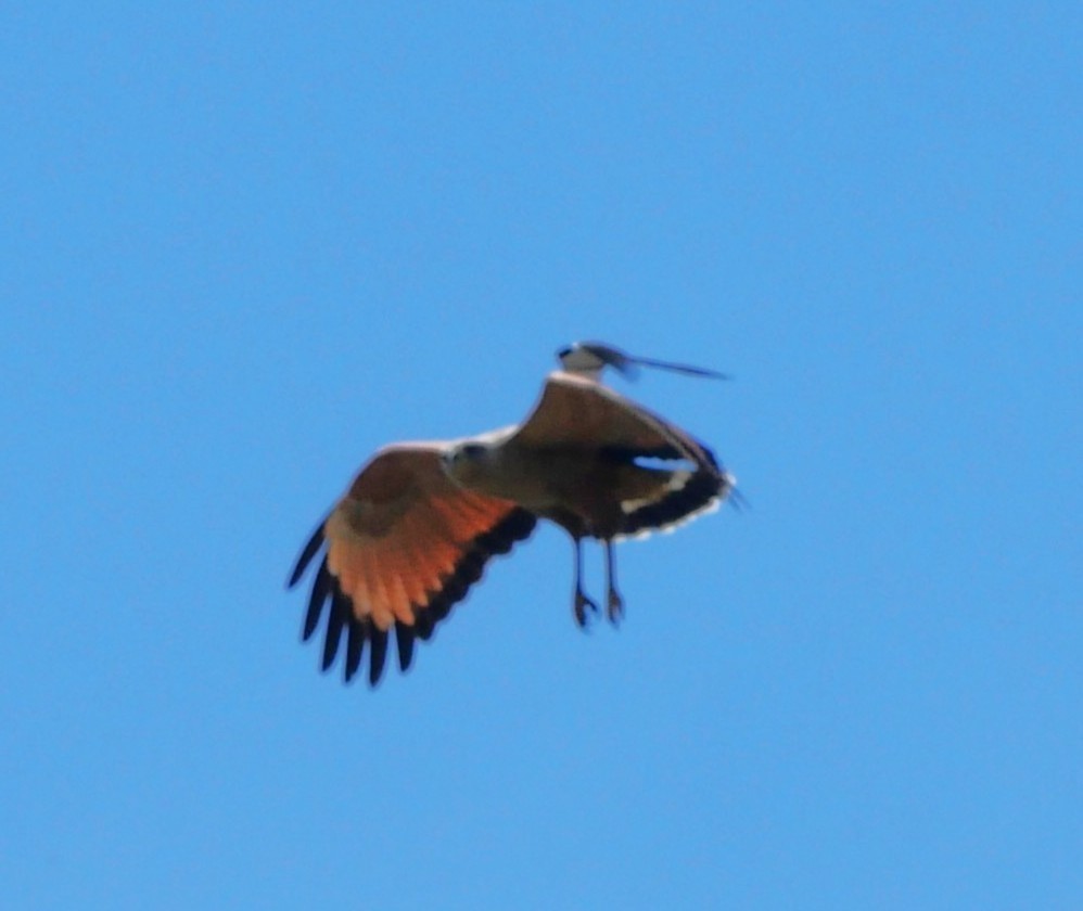 Otlak Şahini - ML647339443